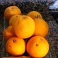 Mermelada de naranja y jengibre