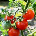 Salsa de tomate, con tomates naturales