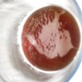 Té pongo rojo