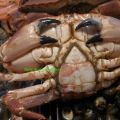 Elección de mariscos