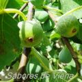 Ensalada de higos y naranjas de Yotam