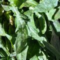 Camarrojas con sardinas: Octava hernandiana