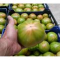 Tomates optima F1