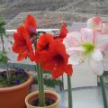 Mis flores y otro intento con el huerto