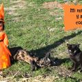 Disfraces para Halloween