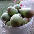 Compota de manzana y de pera casera