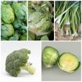 Frutas y verduras de temporada: Diciembre