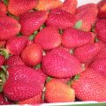 BATIDO DE FRESAS