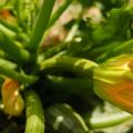 De la huerta a la mesa: calabacín con su flor[...]