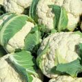 Consejos sobre la coliflor