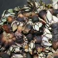 Cómo preparar los percebes