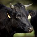 WAGYU