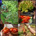 10 razones para cultivar un huerto, il faut[...]