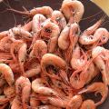 quisquillas muy frescas