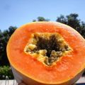 Hoy, PAPAYA.