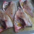 Dorada