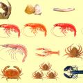 La cocción de los mariscos