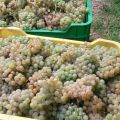 Huerta: Vendimia 2015. Albariño