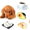 Alimentos e ingredientes tóxicos para perros
