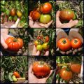De la huerta a la mesa: tomates, tomates,[...]