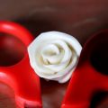 Rosa de 