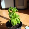 Albahaca