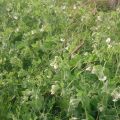 Huerta: estamos en primavera