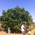 EL UNICO ARBOL QUE DA DOS FRUTOS 