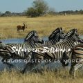 Safari en Botswana, Largos Rastreos en Moremi