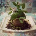 MACETA DE HIERBABUENA COMESTIBLE