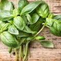 ALBAHACA