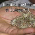 7 Plantas que bajan el Colesterol