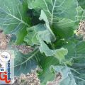 HUERTO ECOLÓGICO - LA COL VERDE Y SUS[...]