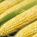 recetas yucatecas - pan de elote