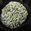 TRUFAS DE CHOCOLATE BLANCO Y LIMONCELLO