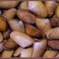 COQUINAS SALTEADAS.