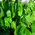 Mi pequeño huerto - My little orchard