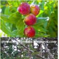 MERMELADA DE NECTARINA Y MANZANA VERDE