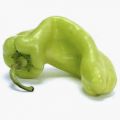 Pimientos, Ajies, Chiles o Morrones.....