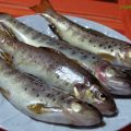 TRUCHAS DE RÍO ADOBADAS
