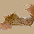 SINFONIA AUREA