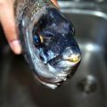Sargos al Horno