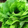 La famosa ensalada César
