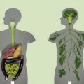 HOY, DIA MUNDIAL SIN CARNE