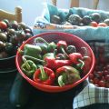 Preparando un huerto de tomates kumato