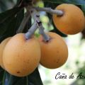 La fruta de la belleza (el níspero) y revuelto[...]