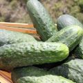SALSA DE PEPINO ESPAÑOL CON YOGUR