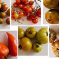 De la huerta a la mesa: homenaje al tomate,[...]