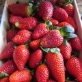 MERMELADA DE FRESAS