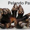 PERCEBES